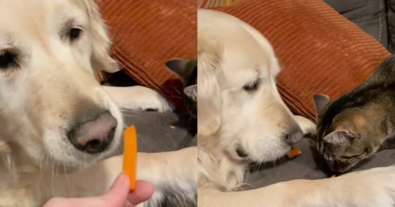 Cat Gets a Bite of Golden Retriever’s Carrot, Showing They’re True Friends Cat Gets a Bite of Golden Retriever’s Carrot, Showing They’re True Friends