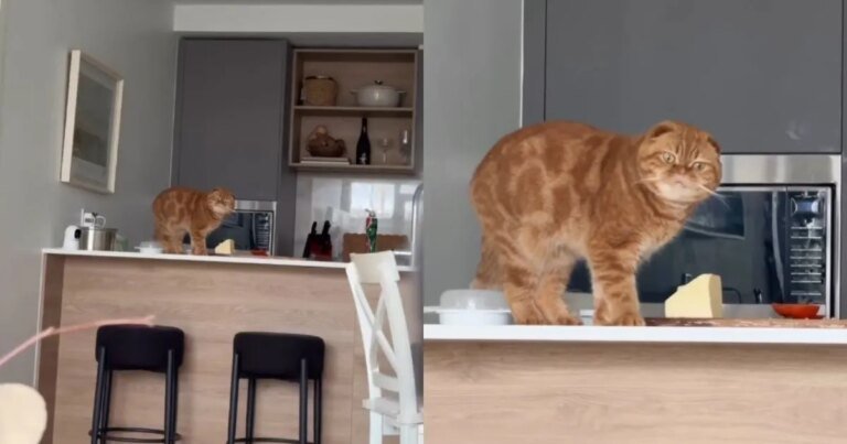 Cat Has Absolutely Zero Regrets After Getting Caught Eating Butter Cat Has Absolutely Zero Regrets After Getting Caught Eating Butter