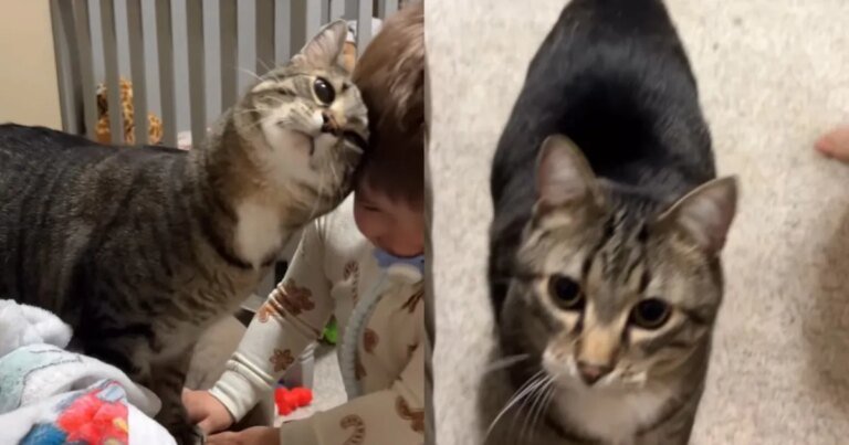 Cat Insists on Starting His Day With Little Boy, There’s No Other Way Cat Insists on Starting His Day With Little Boy, There’s No Other Way