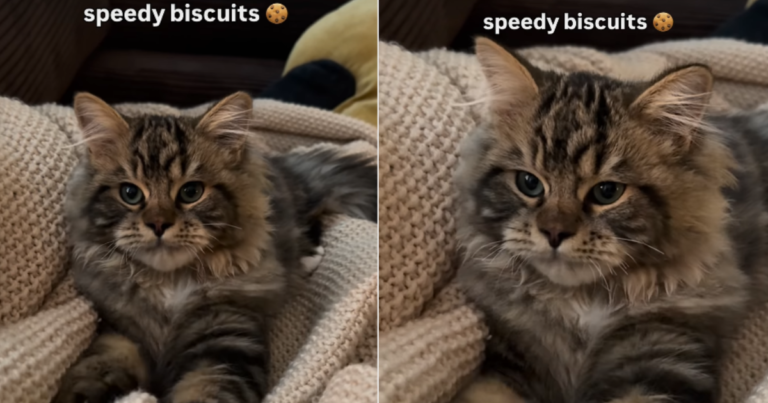 Cat Is Busy Making ‘Biscuits’ at Super High Speed Cat Is Busy Making ‘Biscuits’ at Super High Speed