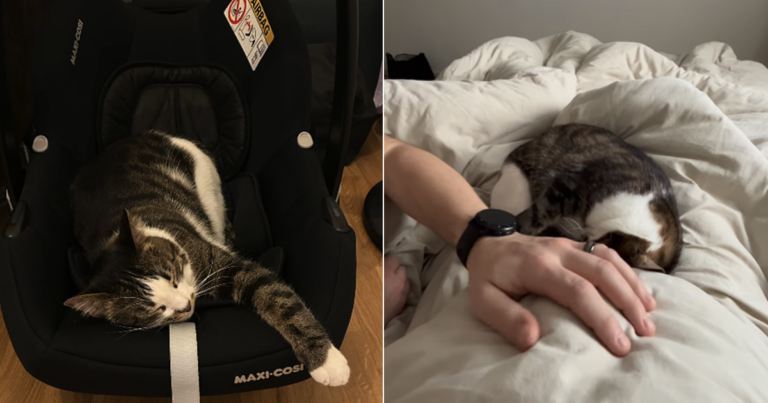 Cat Is Pregnant Mom’s Gentle Companion, but Believes Everything Is His