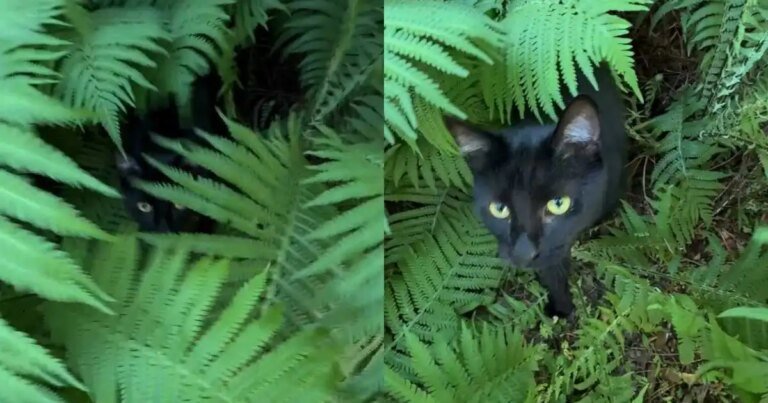 Cat Loves To Hide in Garden Bush To Surprise Owner Cat Loves To Hide in Garden Bush To Surprise Owner