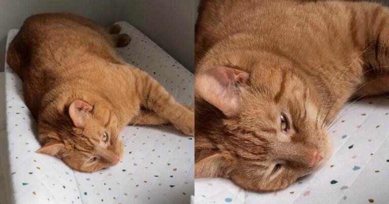 Cat Refuses To Give Up Changing Table for Baby During Naptime Cat Refuses To Give Up Changing Table for Baby During Naptime