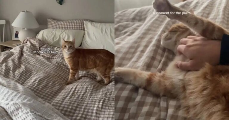 Cat Surprises Mom With a Special Gift & It’s Just Her Adorable Snuggles