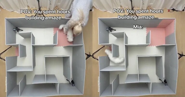 Cat Surprises Owner by Solving Maze in Seconds Cat Surprises Owner by Solving Maze in Seconds