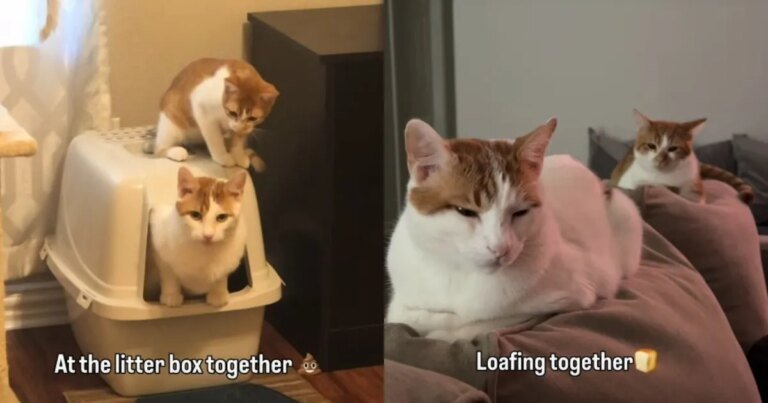 Cat Takes His Job as Furry Sibling’s Companion Very Seriously Cat Takes His Job as Furry Sibling’s Companion Very Seriously