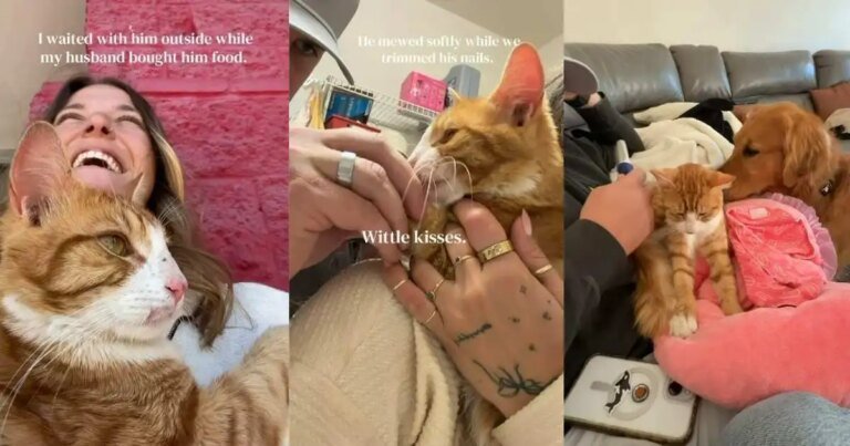 Cat Walks up to a Family on the Street Wanting Love & Isn’t Left Behind Cat Walks up to a Family on the Street Wanting Love & Isn’t Left Behind