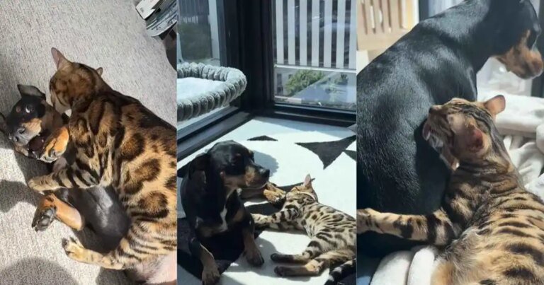 Cat Wasn’t Too Sure About the Dog Until They Learned To Trust Each Other Cat Wasn’t Too Sure About the Dog Until They Learned To Trust Each Other