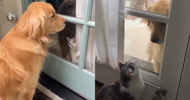 Cats React To Emotional ‘Neighbor Dog’ Wanting To Play With Them