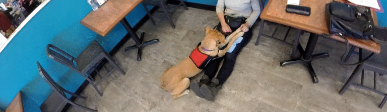 Celebrating Service Dog Successes! (What makes for a successful owner-trained service dog?) Celebrating Service Dog Successes! (What makes for a successful owner-trained service dog?)