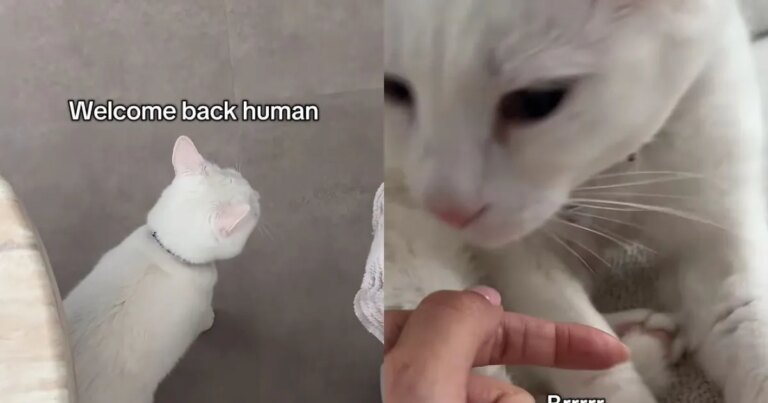Deaf Cat Only Wakes up When She Smells Mom & Immediately Demands Pets Deaf Cat Only Wakes up When She Smells Mom & Immediately Demands Pets