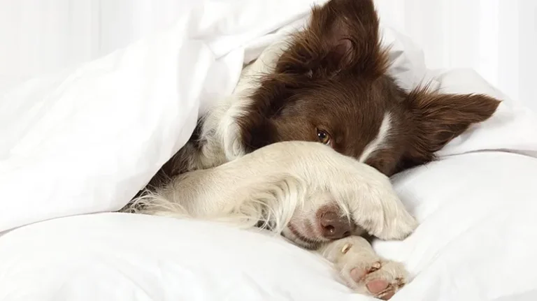 Does Your Dog Get Headaches? Does Your Dog Get Headaches?