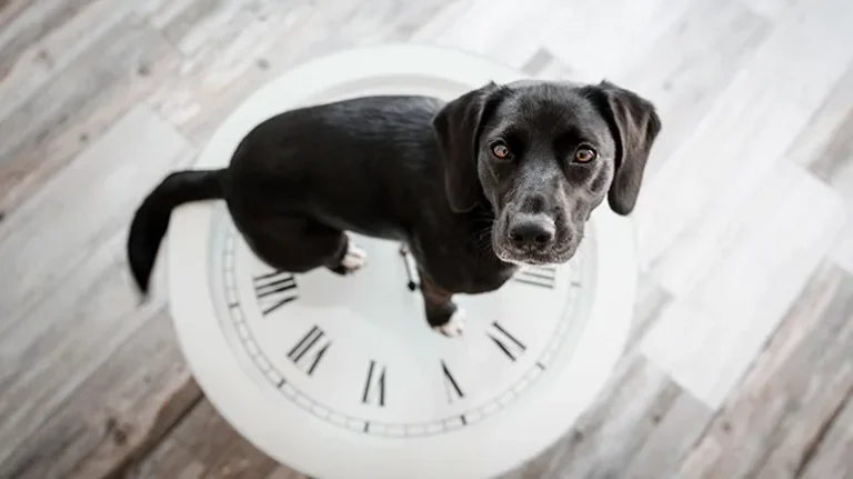 Does Your Dog Have a Secret 'Clock' You Can't See?