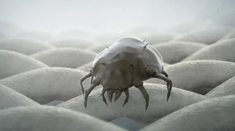 Dog Dust Mite Allergy