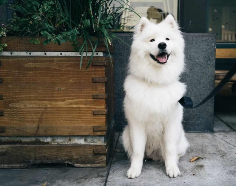 Dog Friendly Restaurants in Miami Dog at restaurant. Dog Friendly Restaurants in Miami
