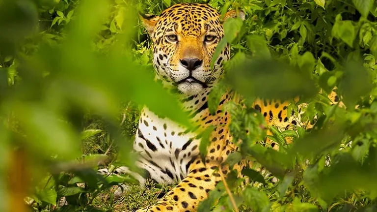 El Jefe – The Only Known Wild Jaguar Living in the US El Jefe - The Only Known Wild Jaguar Living in the US