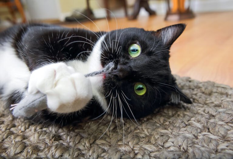 Everything You Ever Wanted to Know About Catnip