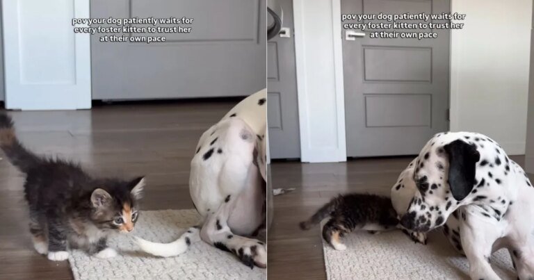 Foster Kitten Learns To Trust ‘Patient’ Big Dog, Slowly Returns Her Love Foster Kitten Learns To Trust ‘Patient’ Big Dog, Slowly Returns Her Love