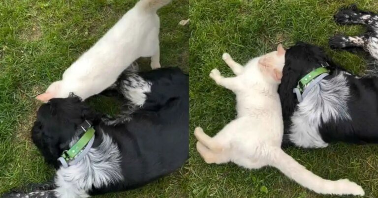 Friendly Cat Wins Everyone Over With His Sweet Personality