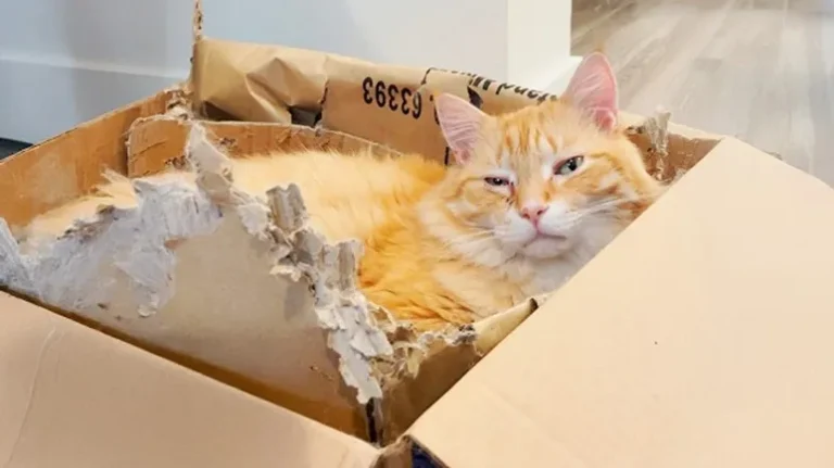 He Fell in Love with a Cardboard Box He Fell in Love with a Cardboard Box