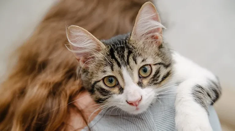 How Cats Say I Love You