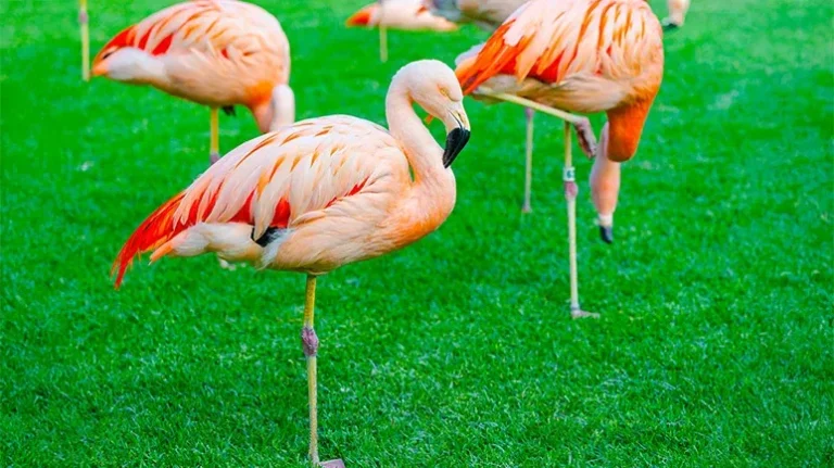 How Do Flamingos Stand on One Leg Even When They’re Sleeping? How Do Flamingos Stand on One Leg Even When They’re Sleeping?