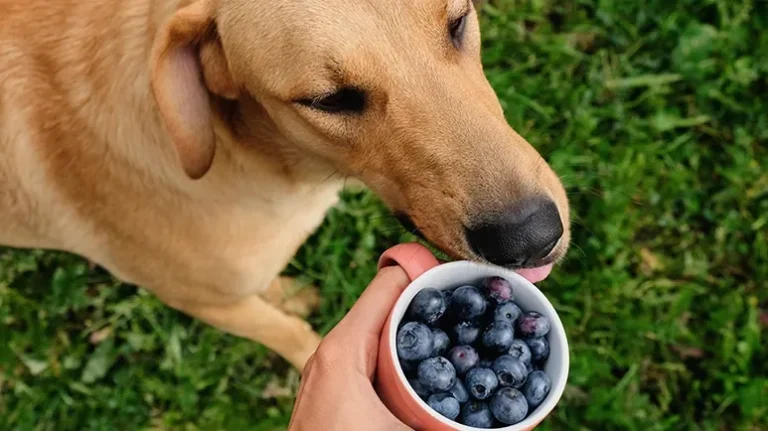 How Many Treats Should You Give Your Dog Each Day?