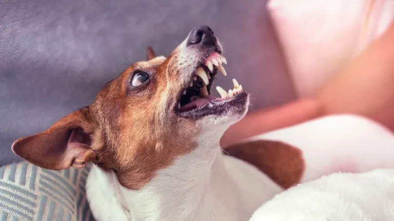 How Strong Is Your Dog's Bite? What Every Pet Parent Should Know