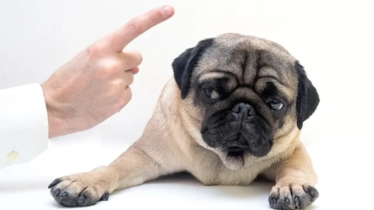 How Your Mood and Behavior Affect Your Dog