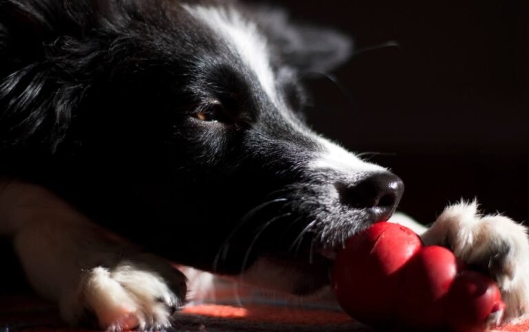 Dog chewing on Kong. How do you get a puppy to chew toys?