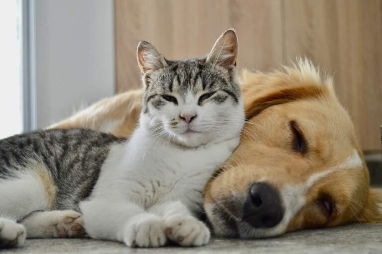 How to Help Your Dog and Cat Get Along Cat and Dog resting together. How to Help Your Dog and Cat Get Along