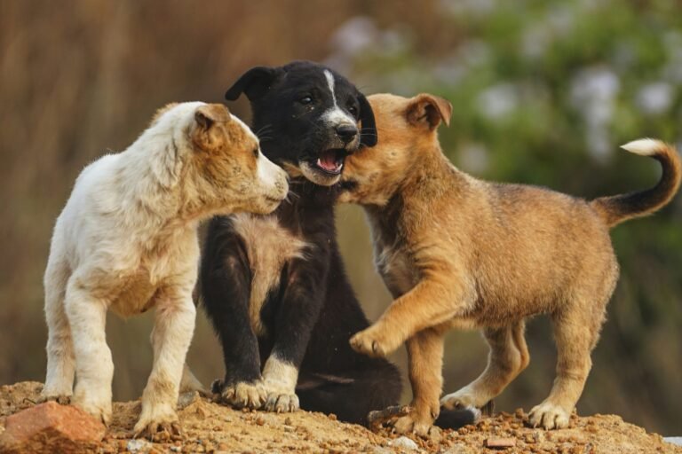 How to Recognize Healthy Puppy Play How to Recognize Healthy Puppy Play