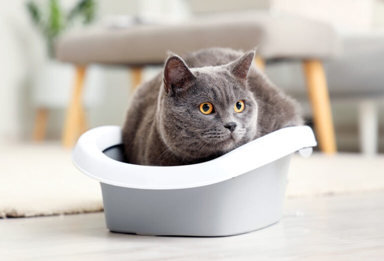 How to Train a Cat to Use a Litter Box How to Train a Cat to Use a Litter Box