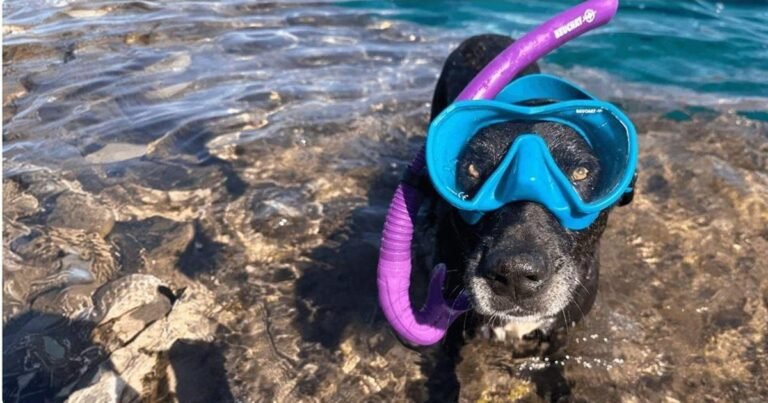 How to manage summer’s top safety concerns for your pet | Travel How to manage summer's top safety concerns for your pet | Travel