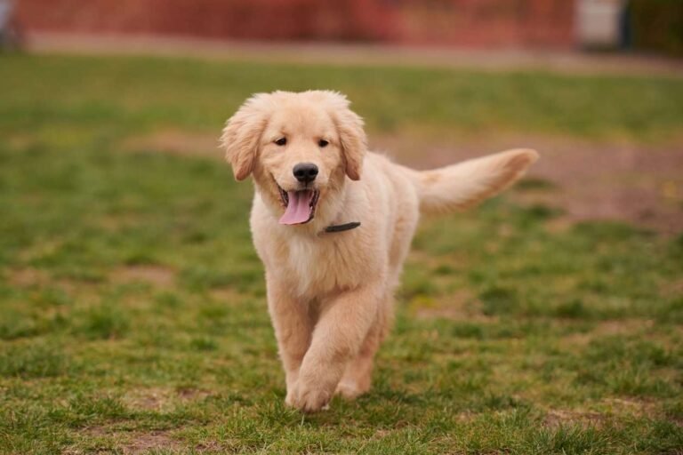 How to tire out your high energy puppy Labrador Retriever Puppy Playing Outside. How to tire out your high energy puppy