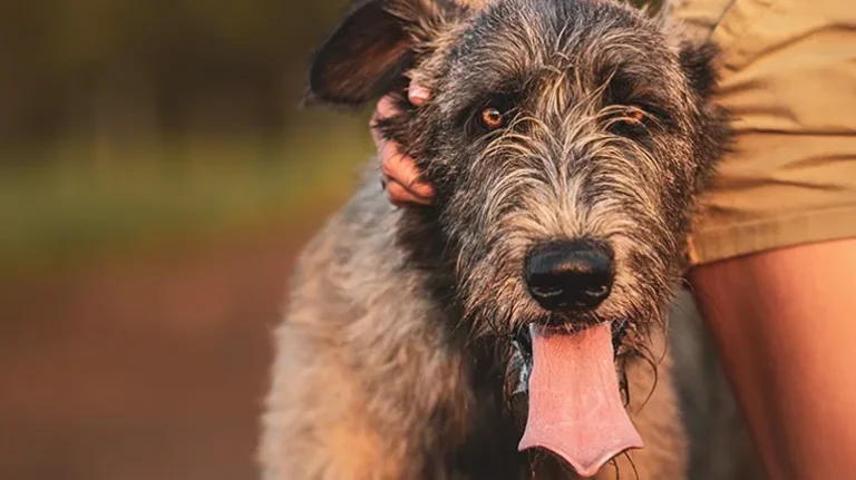 Irish Wolfhound: Gentle, Quiet, and Well-Mannered Irish Wolfhound: Gentle, Quiet, and Well-Mannered