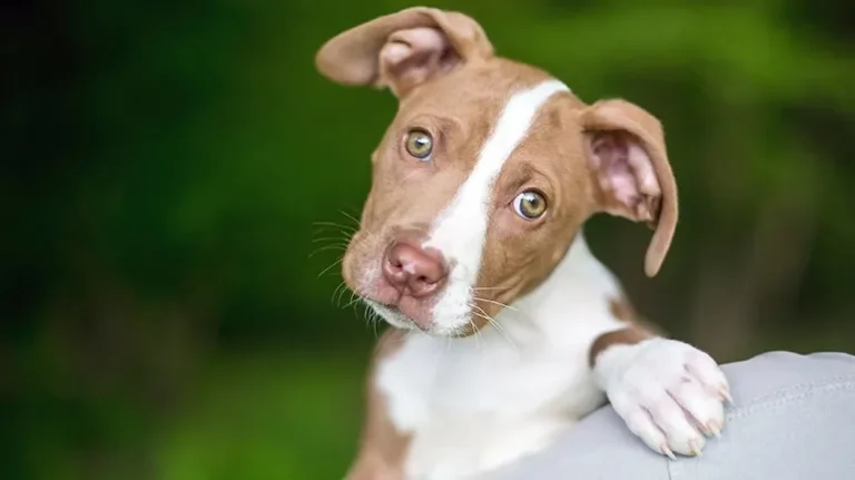 Is It True That Dogs Distinguish Emotions?