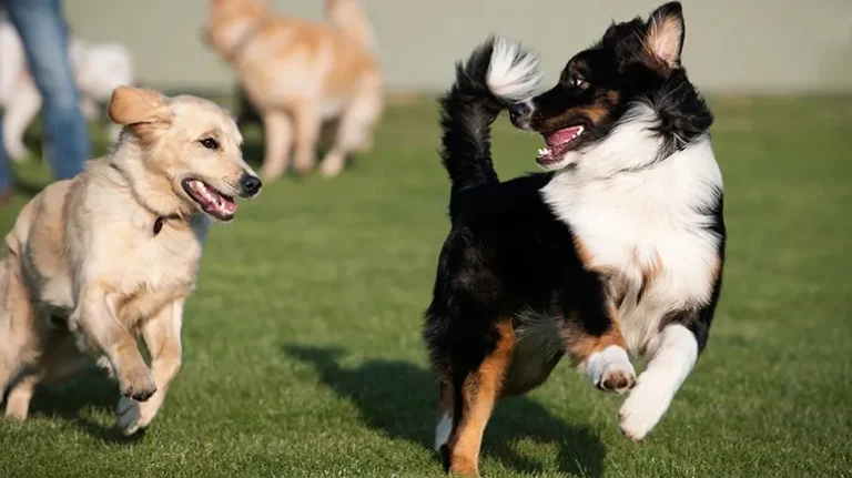 Is Your Pet Actually Safe in Group Settings?