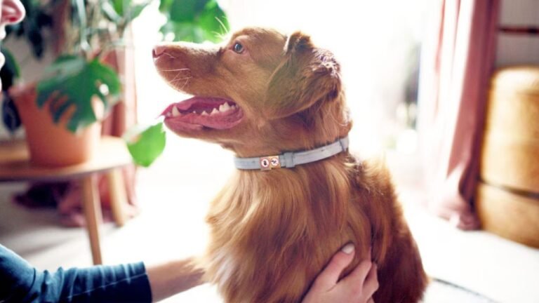 Is your dog 5 years or older? 5 ways to protect your pet’s joints from arthritis Is your dog 5 years or older? 5 ways to protect your pet’s joints from arthritis