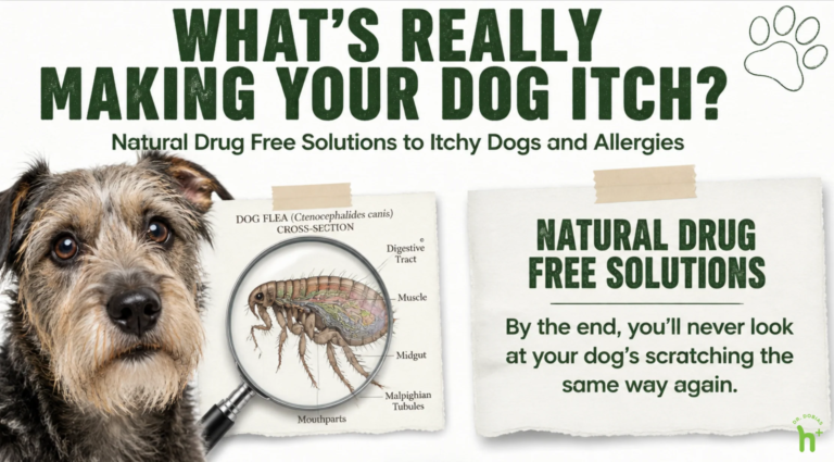 Itchy Dogs and Allergies – Dr. Dobias International Itchy Dogs and Allergies – Dr. Dobias International