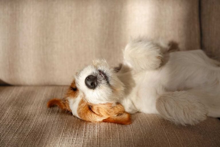 Items That Every Puppy Owner Needs Puppy resting at home without dog bed. Items That Every Puppy Owner Needs