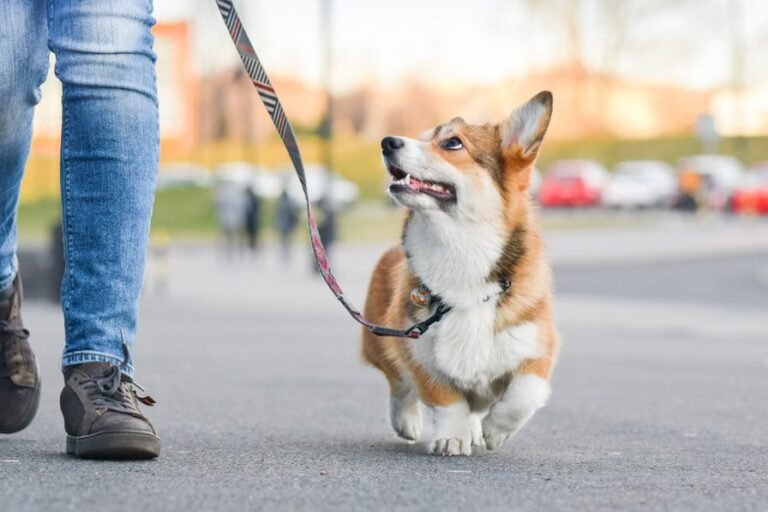 Loose-Leash Walking Training for Dogs: Why Walks Fall Apart