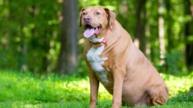 Many Pet Owners Overfeed Their Dogs Many Pet Owners Overfeed Their Dogs