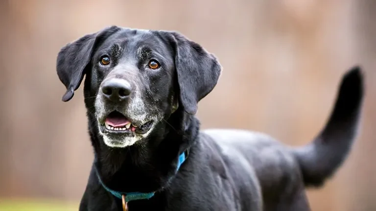 Most Important Things to Feed Your Older Pet Most Important Things to Feed Your Older Pet