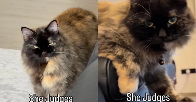 Owner Reveals Cat Loves To ‘Judge’ in Most Striking Way Owner Reveals Cat Loves To ‘Judge’ in Most Striking Way
