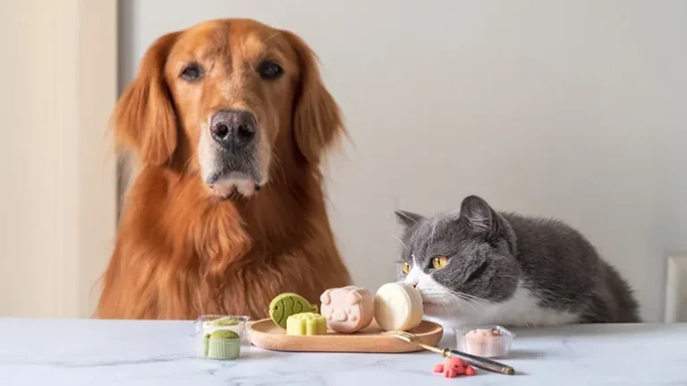 Pet Treats Are the Fastest Growing Type of Pet Food