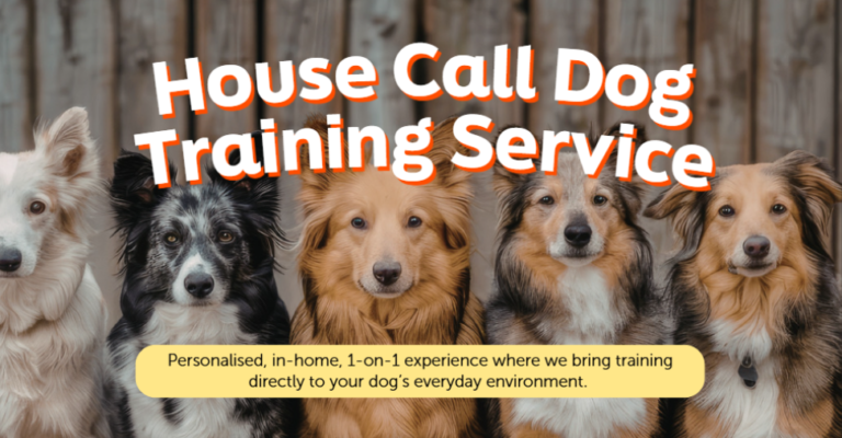 Petsmore Partners with Dave Teoh Academy to Bring Dog Training Home