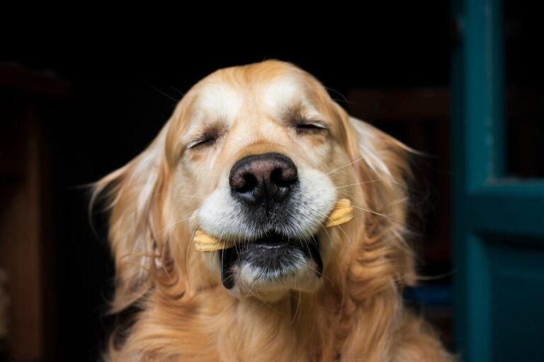 Dog holding a dog biscuit. Pumpkin Puree Recipes for Dogs