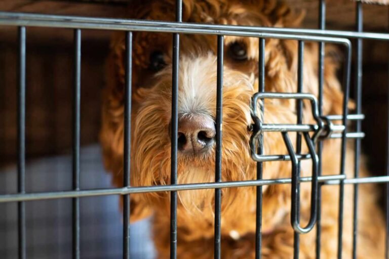 Separation Anxiety Behaviors and Whining in the Crate Labradoodle in a dog crate. Separation Anxiety Behaviors and Whining in the Crate