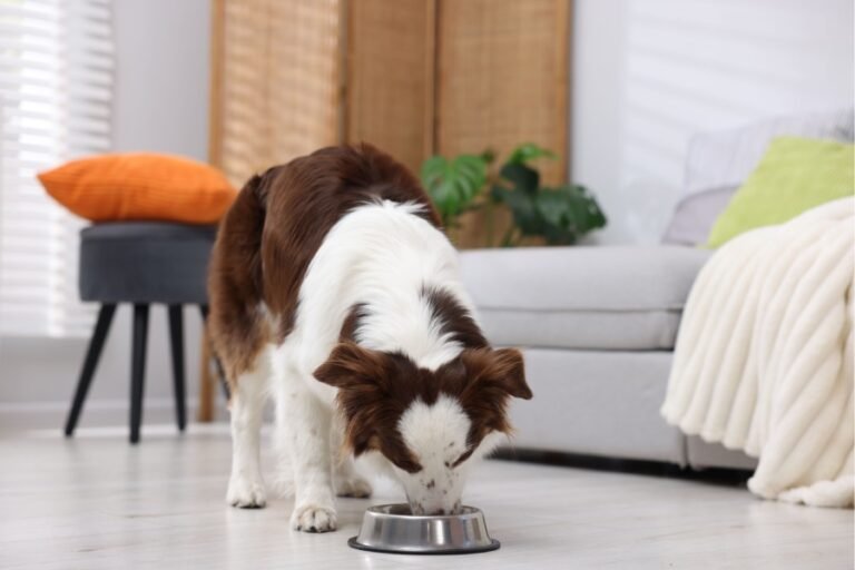 Summer Care for Pets | Kolkata Veterinarians Share Tips to Keep Dogs and Pets Hydrated in Extreme Heat Summer Care for Pets | Kolkata Veterinarians Share Tips to Keep Dogs and Pets Hydrated in Extreme Heat